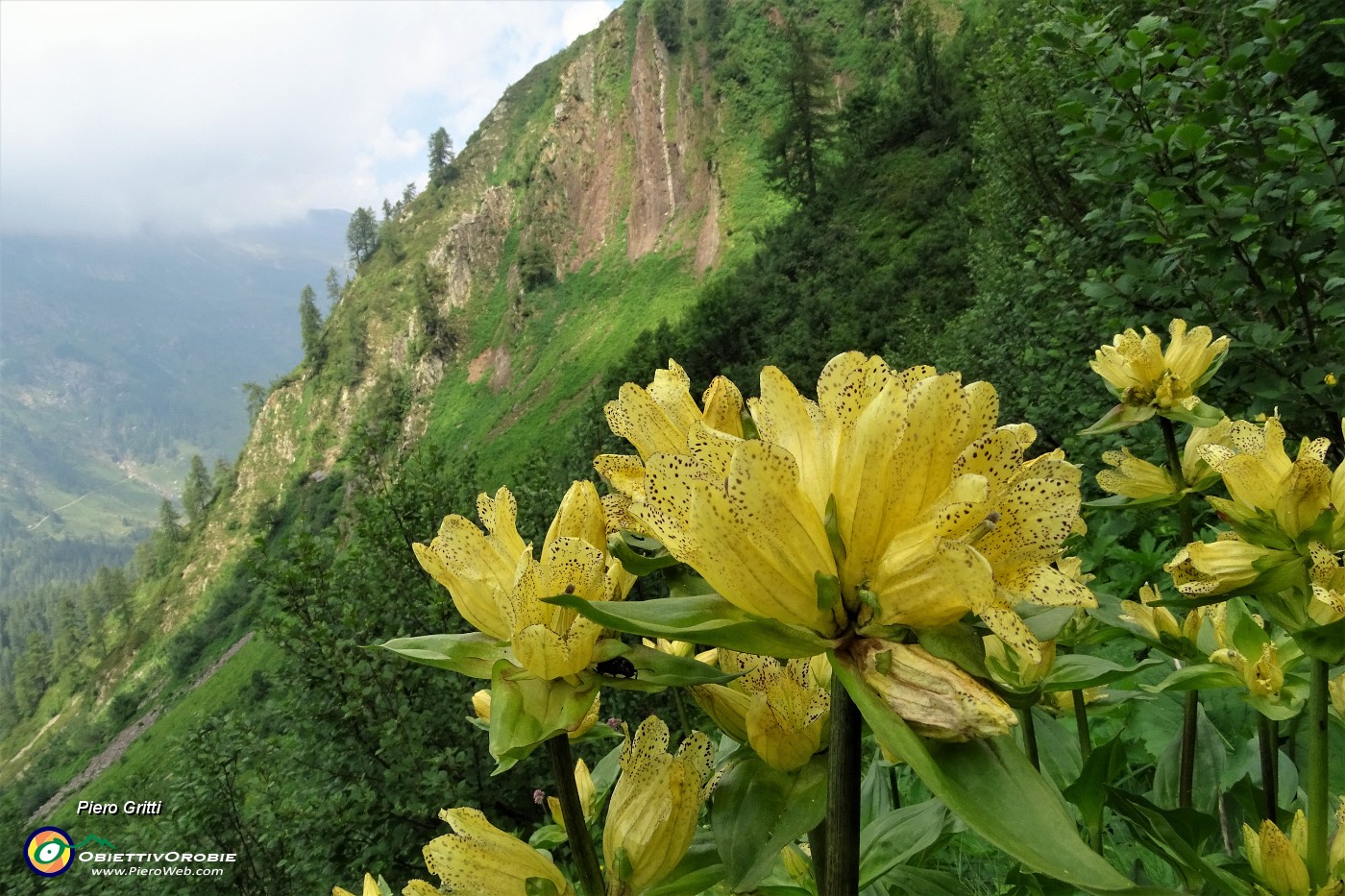 83 Genziana maggiore (Gentiana lutea).JPG